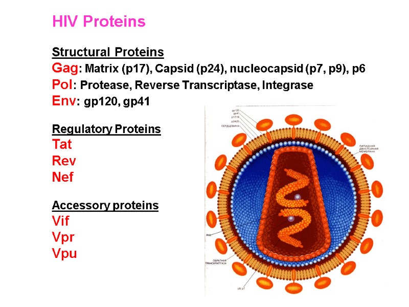 HIV Proteins  Structural Proteins Gag: Matrix (p17), Capsid (p24), nucleocapsid (p7, p9), p6